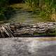 Illustration for article titled Greenwater Provincial Park (picture heavy)